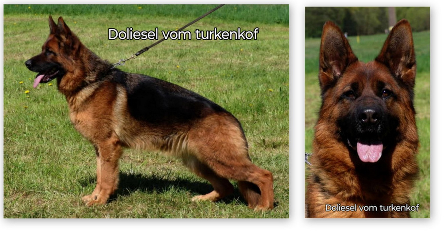 doliesel vom turkenkopf