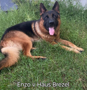 Enzo v Haus Brezel