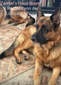 Zander v Haus Brezel, German Shepherd sire
